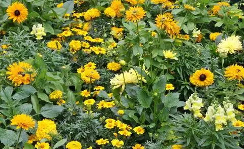 Бархатцы прекрасно гармонируют с другими летними цветами