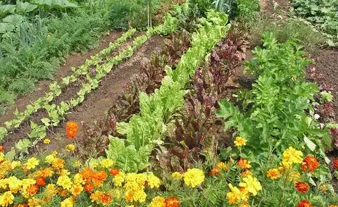 Бархатцы для защиты овощных культур