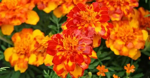 Бархатцы, бархатцы, бархатные цветы