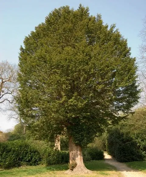 Тис Taxus baccata