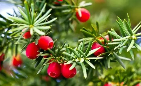 Плоды тиса Taxus baccata