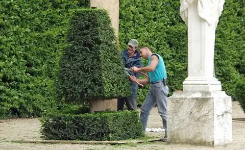 Топиарий из тиса Taxus baccata