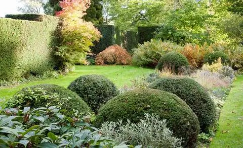 Тисы популярны как топиарии в садовом дизайне.