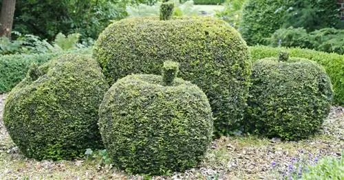 Тис, Тис обыкновенный