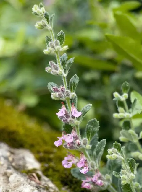 Цветок и плод эдельгамандра