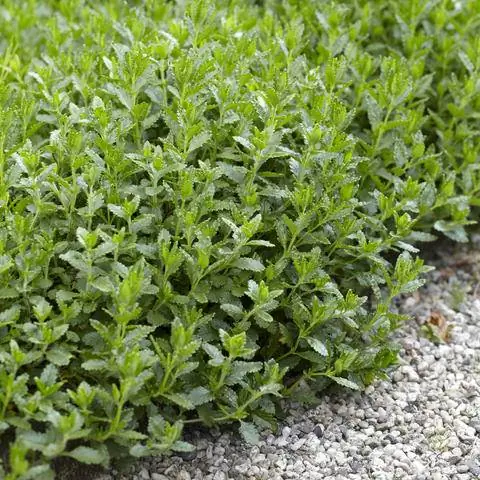 Эдельгамандра как почвопокровное растение