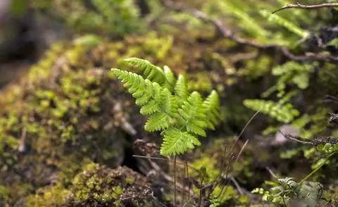 болотный папоротник