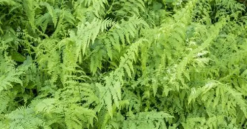 Обыкновенный болотный папоротник, болотный лопастной папоротник