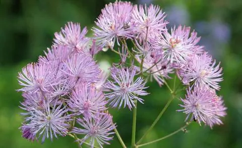 Коломбина луговая (Thalictrum aquilegifolium)