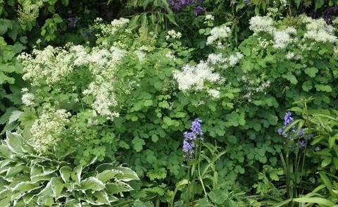 Белая цветущая коломбина луговая рута с хостами и колокольчиками