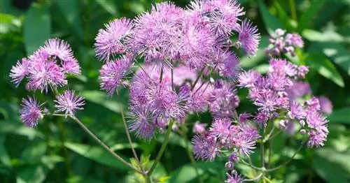 Коломбин Луг Рю