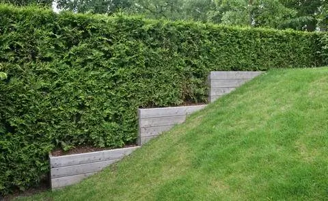 Thuja occidentalis как живая изгородь