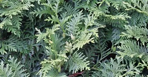 Западное Древо Жизни