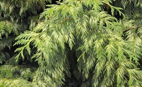 Листва гигантского кедра 'Gracilis Aurea'