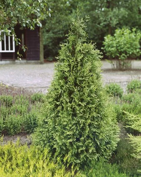 гигантское дерево жизни