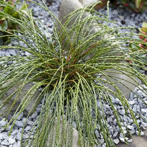 Туя складчатая сорт 'Whipcord'