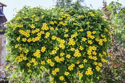 Черноглазая Сюзанна в подвесной корзине