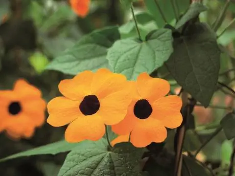 Черноглазая Сюзанна Блоссом апельсин