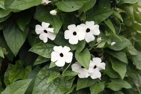 Тунбергия алата 'Санрайз Уайт'