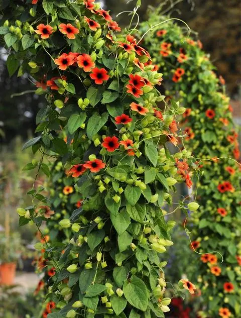 ранговая арка