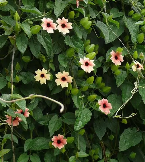 Черноглазая Сюзанна