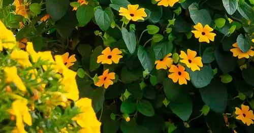 Черноглазая Сюзанна