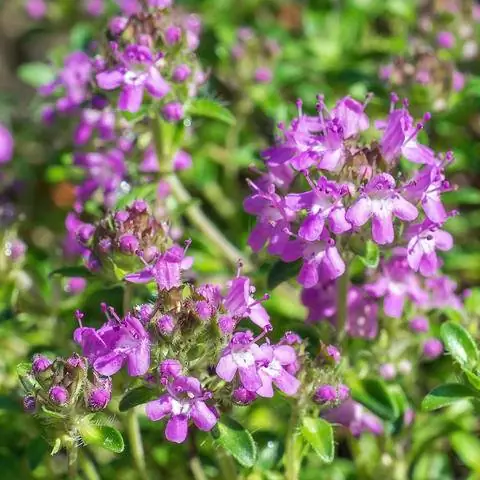 Цветущий тимьян Самд