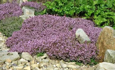 Сад камней дикого тимьяна