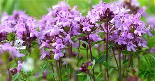 Дикий тимьян, дикий тимьян