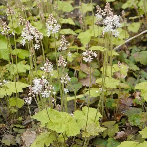Листья пены осенью