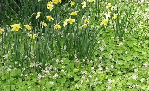 Пенный цветок в компании с нарциссами