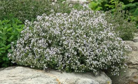 Настоящий тимьян в альпинарии