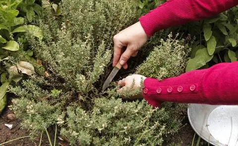 Соберите настоящий тимьян