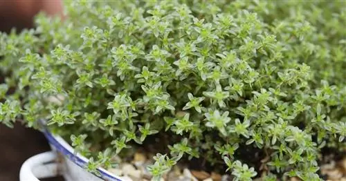 Настоящий тимьян