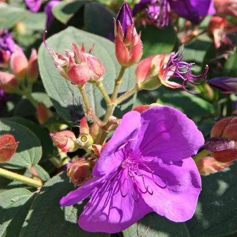 фиолетово-голубые цветки тибучины