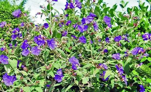 Тибучина любит солнечное место