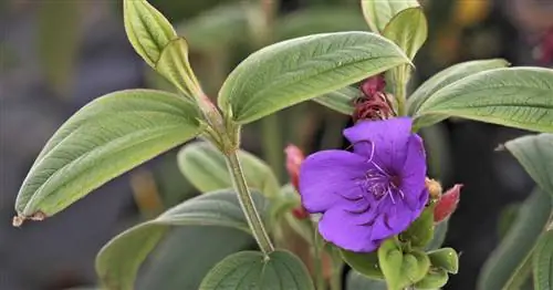 Тибучина, фиалковое дерево