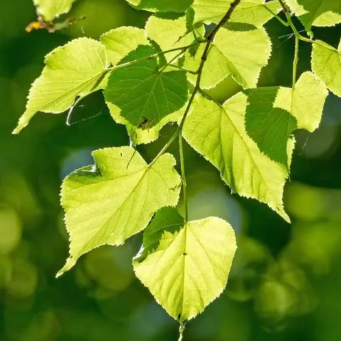 Листья липы мелколистной