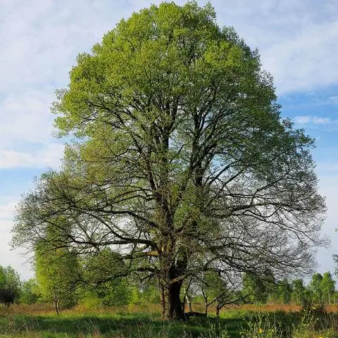 Липа мелколистная, Tilia cordata