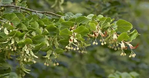 Липа мелколистная