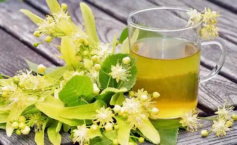 Чай из цветов липы