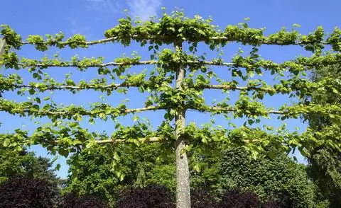Серебряная липа как шпалерное дерево