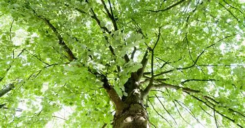 Липа серебристая