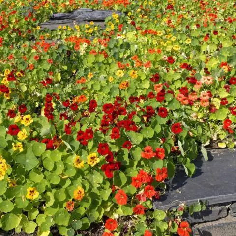 Настурция как почвопокровное растение