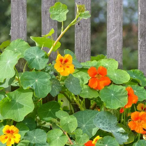 Настурции взбираются на частокол