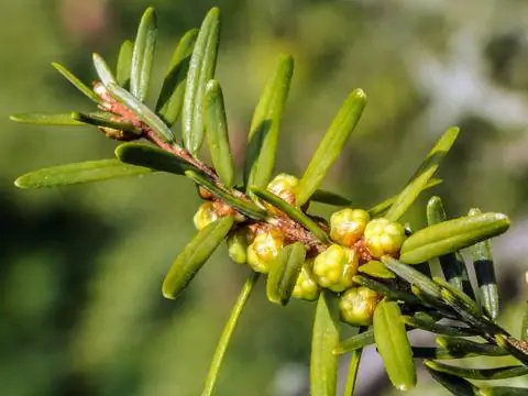 Мужские цветки болиголова