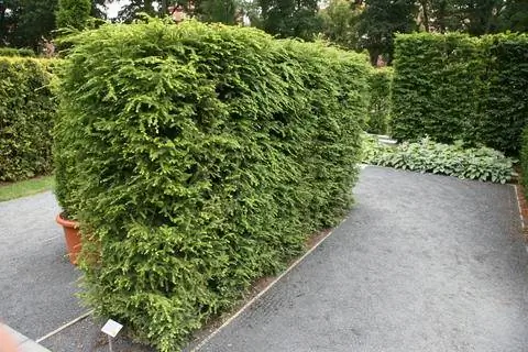 Живая изгородь из болиголова