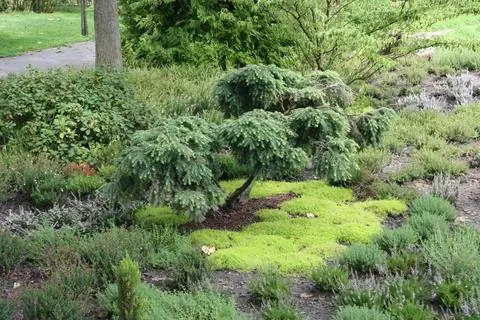 Цуга канадская 'Нана'