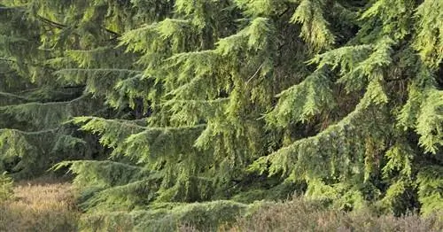 Болиголов канадский