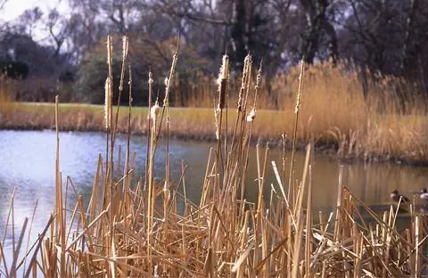 Узколистный рогоз зимой